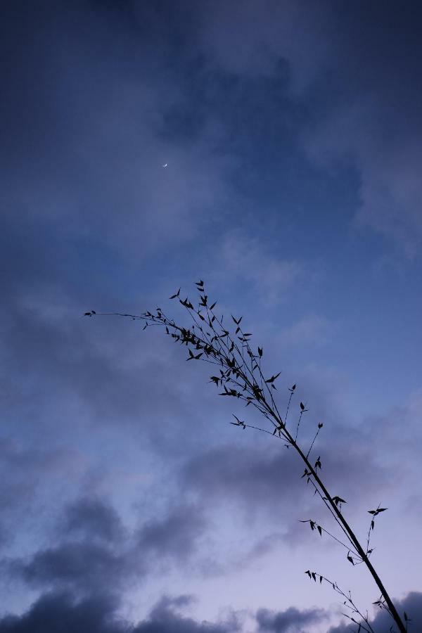 Inn At Moonlight Beach Encinitas Bagian luar foto